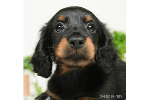 成約済の千葉県のミニチュアダックスフンド(ロングヘアード)-207866の1枚目